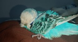 Muhabbet kuşum hasta ama ne olduğunu anlayamadım?