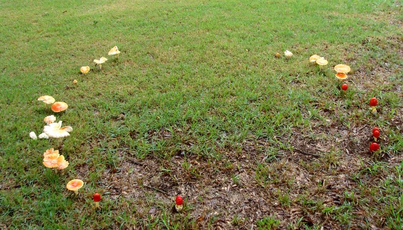 Amanita muscaria'nın oluşturduğu bir fairy ring yapısı.