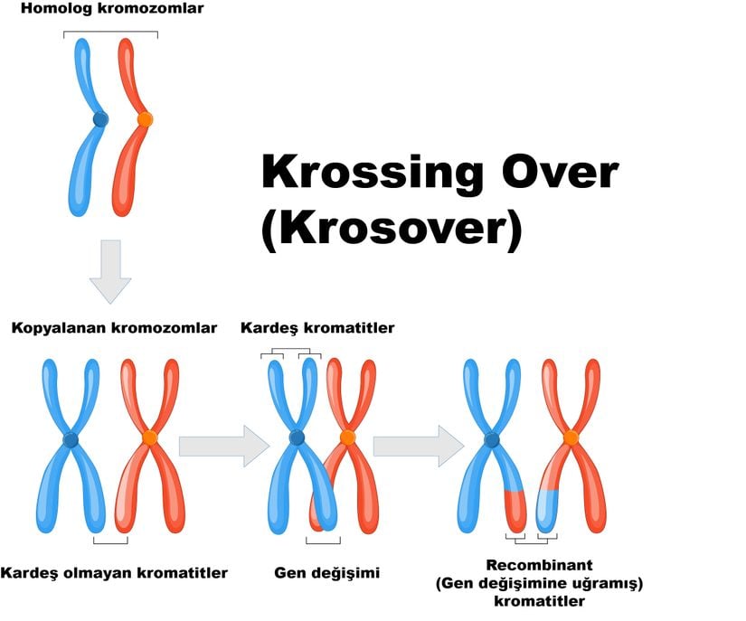 Krossing Over