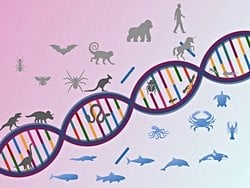 APOE geninin korunmuşluğu, diğer hayvanlarda da Alzheimer benzeri hastalıklarla ilişkili olduğunu gösterir mi?