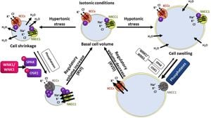 Water Regulation Through WNK1 Is Essential For T Cell Activation