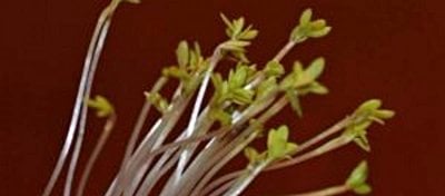 Bitkilerin Işığa Yönelim (Fototropizma) Davranışı Aydınlatıldı!