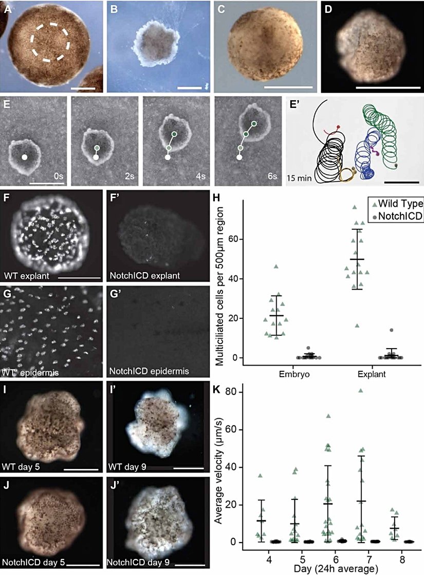Xenobot 2.0'ın doğum basamaklarını gösteren bir grafik.