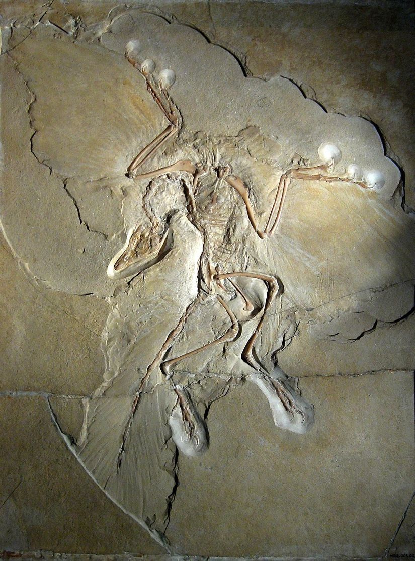 Archaeopteryx, 1861'de Almanya'da keşfedilen ve kanatlar gibi kuş özelliklerinin yanı sıra uzun tüylü kuyruğu ve küçük dişleri gibi dinozor özelliklerini de taşıyan, kuşlarla dinozorlar arasındaki ara tür fosillerine bir örnektir.