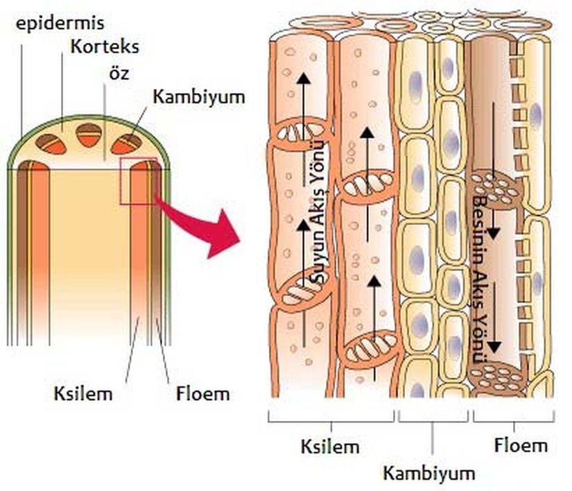 Ksilem