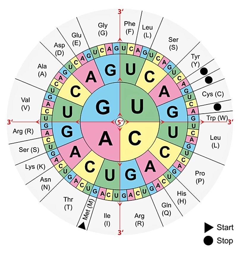 Aminoasit ve Kodon Dairesi