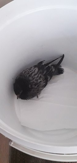 Sokakta bulduğum güvercin için ne yapabilirim?