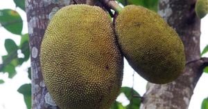 Diverse Jackfruit Accessions Show Economic Promise For Karnataka