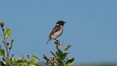 Taşkuşu (Saxicola rubicola)