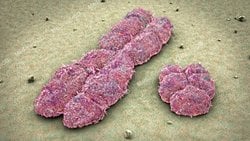 Y Kromozomu, Sadece Cinsiyet ile İlgili Değil!