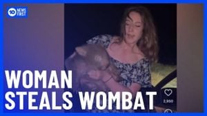 Outrage As American Influencer Snatches Baby Wombat From Mother