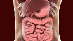 Bağırsak Sağlığınız Ruh Halimizi Etkiliyor
