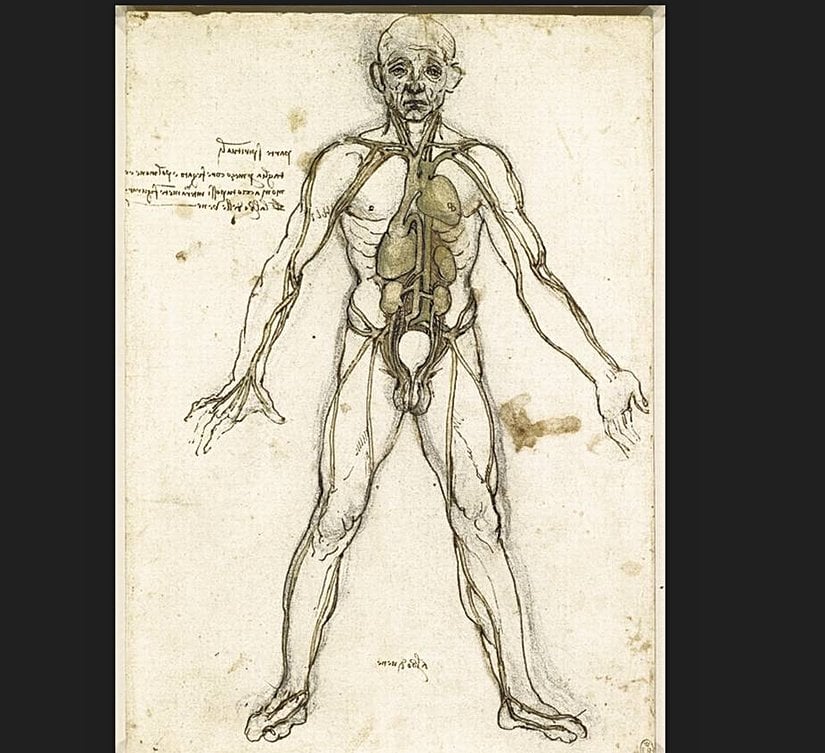 Leonardo da Vinci  Anatomi Resmi