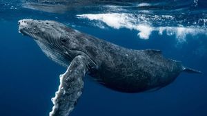 Humpback Whale Sets Record With Epic 8000-Mile Migration