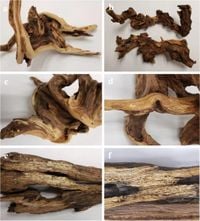 Intercontinental movement of exotic fungi on decorative wood used in aquatic and terrestrial aquariums - Scientific Reports