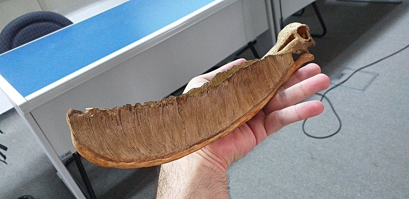 Pterodaustro kafatası replikası.