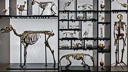 Evrim mi gerçek yoksa Mitler mi?