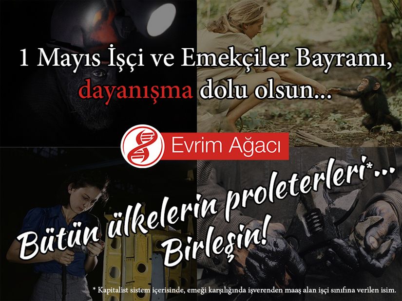 1 Mayıs