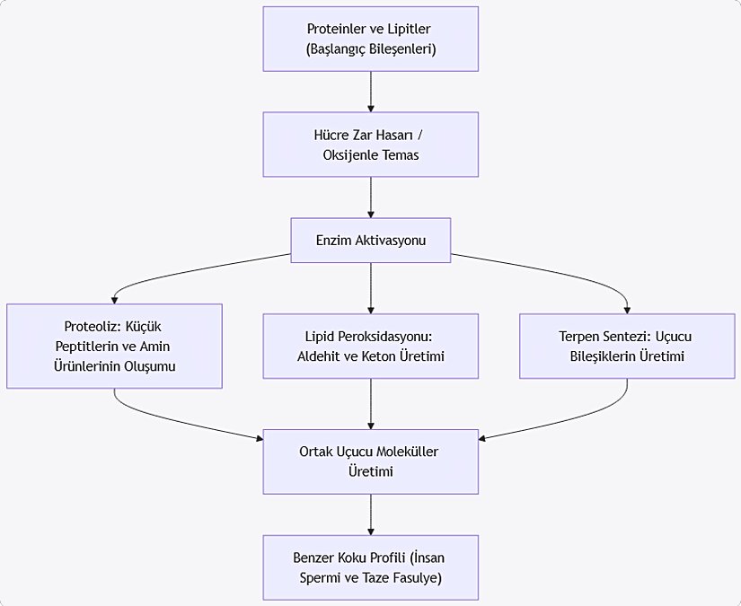 Bu diyagram, her iki biyolojik sistemde de benzer moleküler süreçlerin, uçucu bileşiklerin üretimine nasıl katkıda bulunduğunu açıkça ortaya koymaktadır.