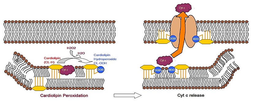 Apoptoziste Sitokrom-C'nin Mitokondri Zarındaki Faaliyeti (Yükseltgenme Tepkimesi ve Sitoplazmaya Salınım)