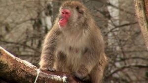 Unexpected Scratching: Monkeys Reveal New Behavioral Insights