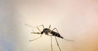 Epidémie de chikungunya : deux morts confirmés à la Réunion