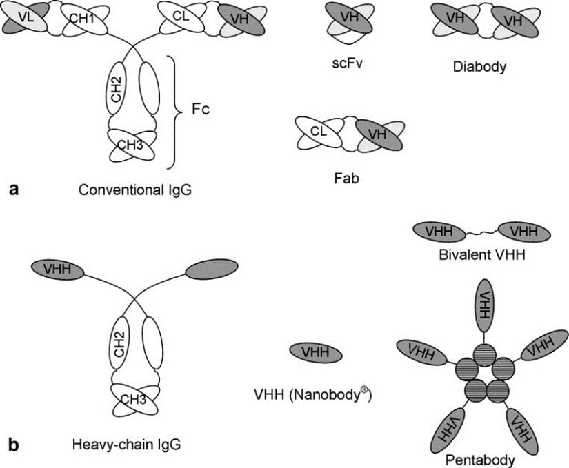 a) Normal bir antikor ve  b) HcAb . Diğer şekiller ise nanokorların (VHH) farklı şekillerde kombine edilmiş versiyonları.