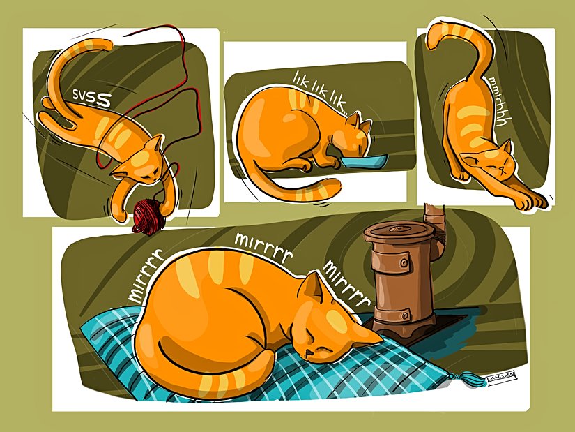 Kedi için tüm ihtiyaçlarının giderilmesi, kendisi için bir mutluluk durumu olsa gerek