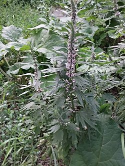 Görseldeki bitki hangi familyadandır?