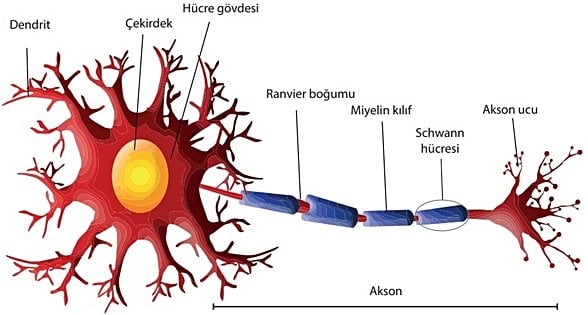 Akson, elektriksel uyarıları yani bilgiyi diğer hücrelere iletir.