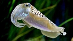 Mürekkep balıklarının göz bebekleri neden diğer canlılara göre çok tuhaf, bunun evrimsel bir açıklaması bulunmakta mı ?