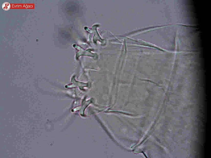 Milnesium sp. çifte pençe yapısı.