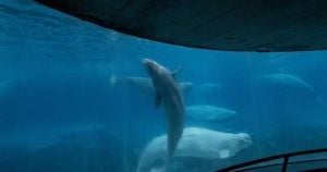 Marineland Faces Whale Euthanasia Threat After Export Ban