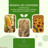 Guvernul prelungește regimul de licențiere pentru importurile de grâu, porumb și floarea-soarelui până la sfârșitul anului