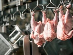 Argentina Resumes Avian Meat Exports To China After Two-Year Ban