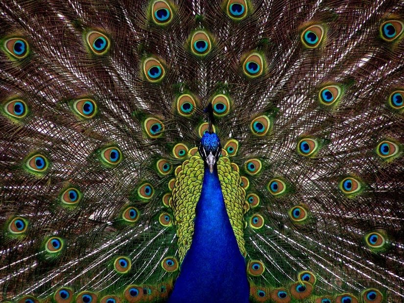 Does the sight of a feather in a peacock's tail make YOU sick?