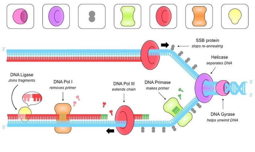 DNA Replikasyonu