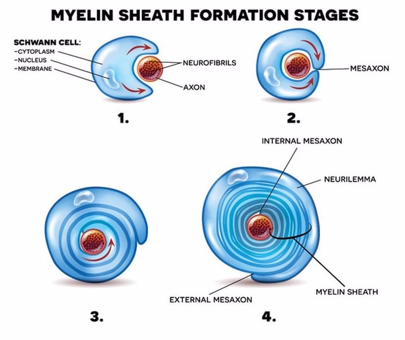 Miyelin kılıf oluşum aşamaları.
