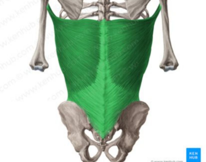 M. Latissimus Dorsi