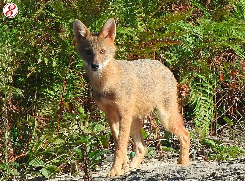 Karasu/Sakarya'da kaydettiğimiz genç bir altın çakal (Canis aureus).