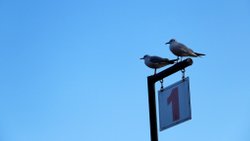 Sözün Çelişkili Büyüsü: Oksimoron: