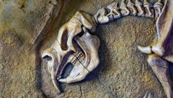 Dev Keseli Hayvanların Kemiklerinden İlk Kez Protein Çıkarıldı!