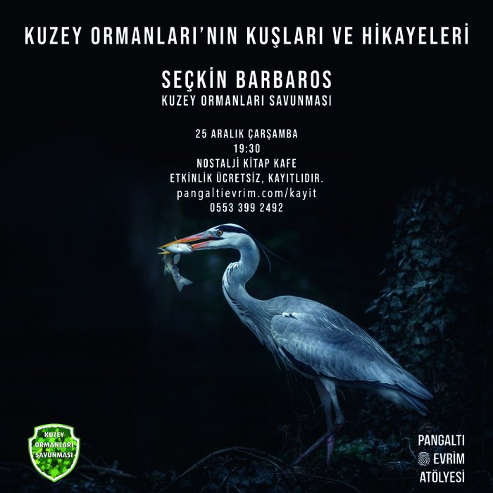 Kuzey Ormanları'nın Kuşları ve Hikayeleri