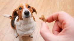 Köpeklerimiz Ödül Maması İçin Beynimizi mi Yıkıyor?