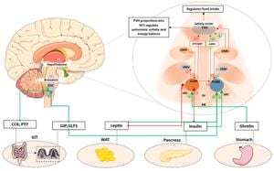 Scientists Discover Neurons Crucial For Energy Balance Regulation