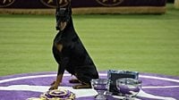 Doberman pinscher named Penny wins best in show at Westminster