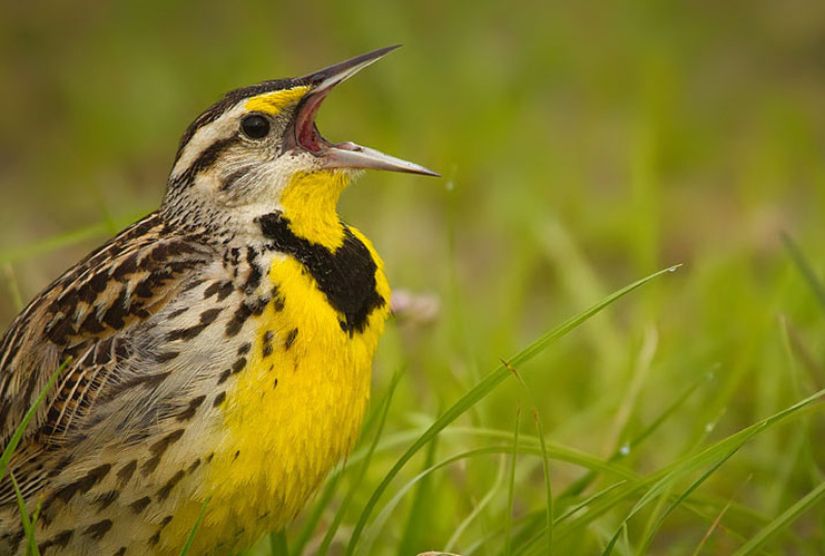 Eastern meadowlark (Sturnella magna) ötüşü.