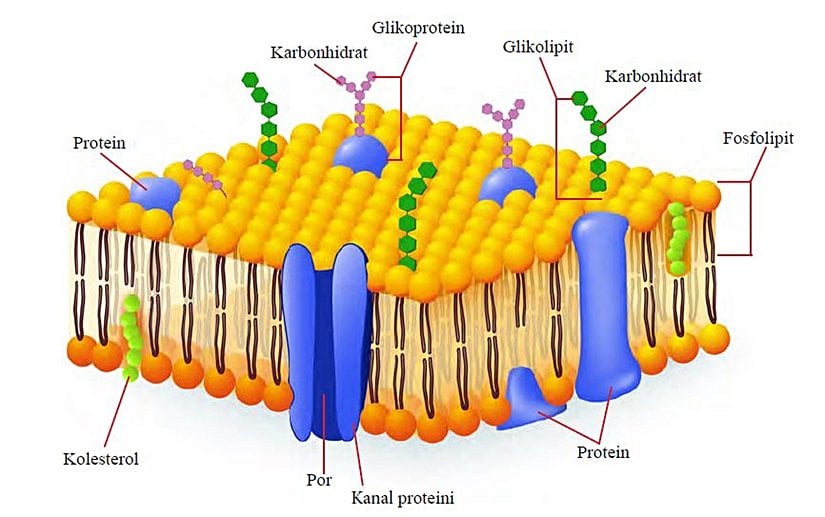 Akıcı mozaik hücre zarı modelinde glikolipit ve glikoproteinlerin gösterimi.