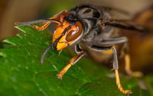 Asian Hornets Threaten Biodiversity By Preying On Key Pollinators