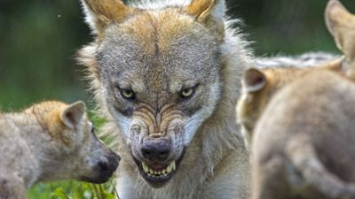 Köpeklerin Evcilleştirilmesi, Paleo İnsanlarının Orijinal Paleo Diyetini Sindirememesi Sebebiyle Başlamış Olabilir!